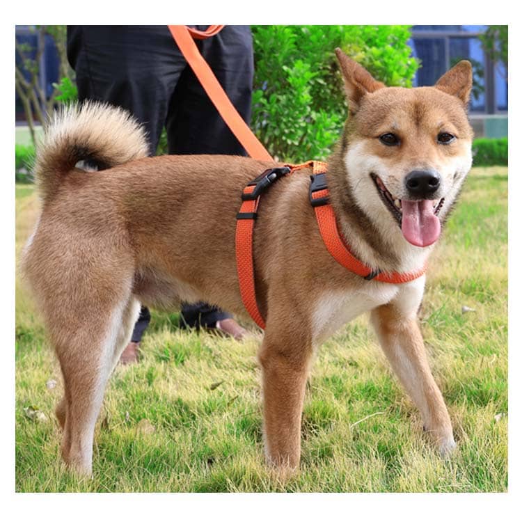 cool harnesses for dogs